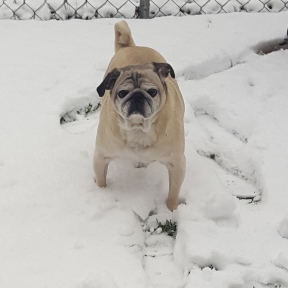 Meet your Posher, Melissa - Picture 4 of 5